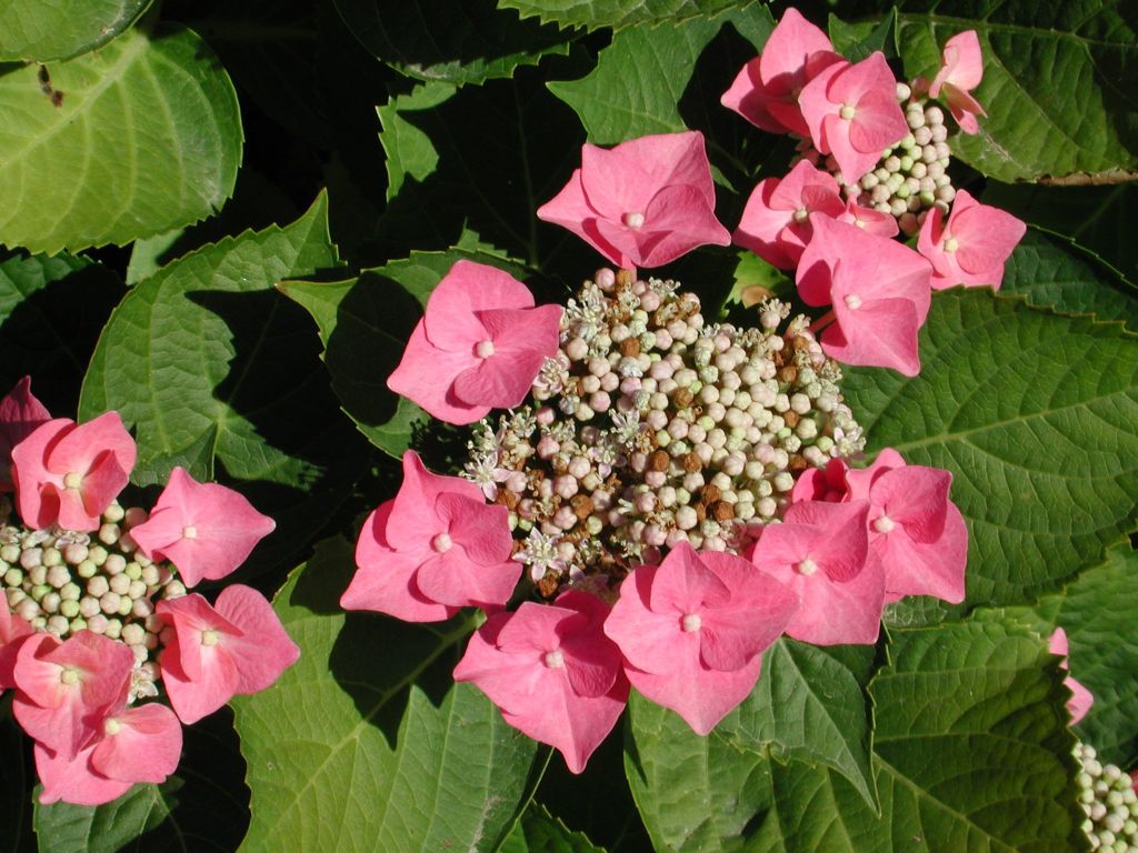 Hydrangea macrophylla 'Taube'